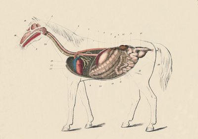 A ló hosszmetszete, c1879. alkotó: Unbekannt