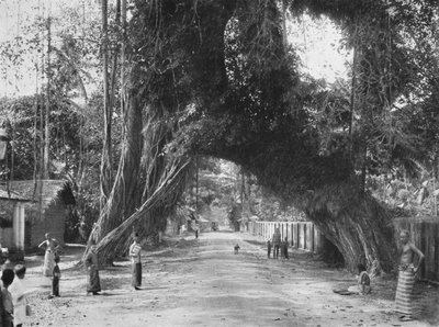 Festői öreg fügefa Ficus indica a Colombo-Galle úton, Kalutara közelében, 1926 alkotó: Unbekannt