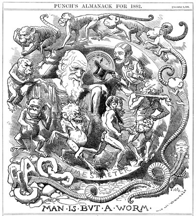 Az ember nem más, mint egy féreg, rajzfilm a Punch-ból, amely a féregből emberré való evolúciót mutatja be, 1881 alkotó: Unbekannt
