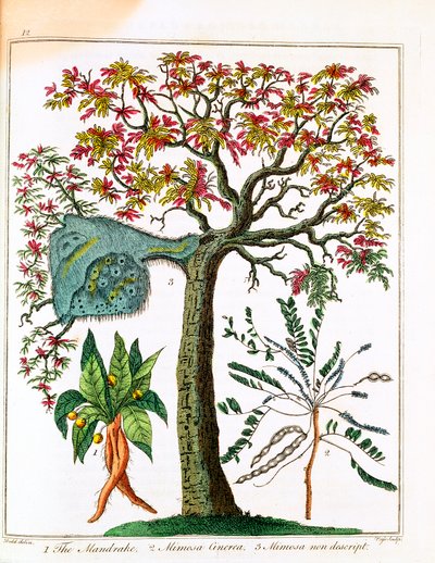 Mandragóra, érzékeny növény és akác, c1795 alkotó: Unbekannt