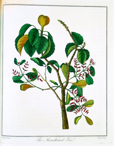 Manchineel fa Hippomane mancinella vagy Poison Guava, c1795 alkotó: Unbekannt