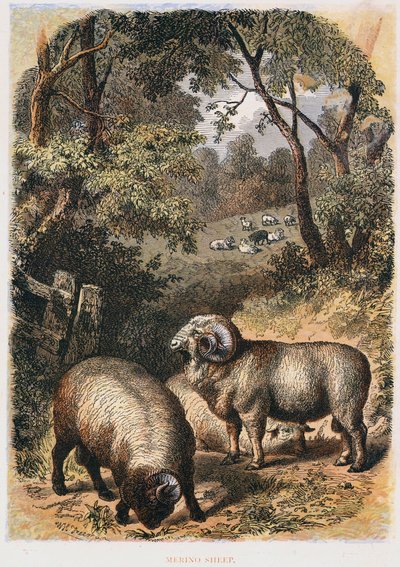 Merinó bárány, c1860 alkotó: Unbekannt