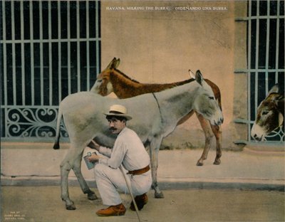 Fejő szamarak, Havanna, Kuba, 1920 körül alkotó: Unbekannt