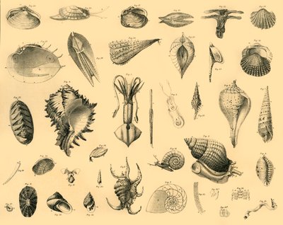 Mollusca, 1910. alkotó: Unbekannt