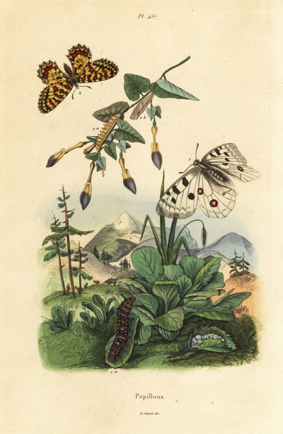 Hegyi Apollo pillangó, Parnassius apollo 1, és déli festoon, Zerynthia polyxena 2, lárva és báb alkotó: Unbekannt