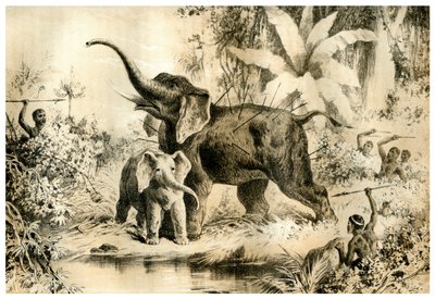 Natives Spearing an Elephant, 1883 alkotó: Unbekannt
