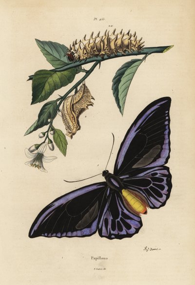 Az északi madárszárny, az Ornithoptera priamus urvillianus 1, valamint a közönséges madárszárny, a Troides helena krisalidája és lárvája alkotó: Unbekannt