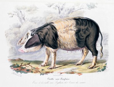 Régi angol sertésfajta, 1842 alkotó: Unbekannt