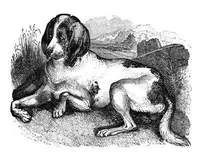 Régi angol kopó, 1848 alkotó: Unbekannt