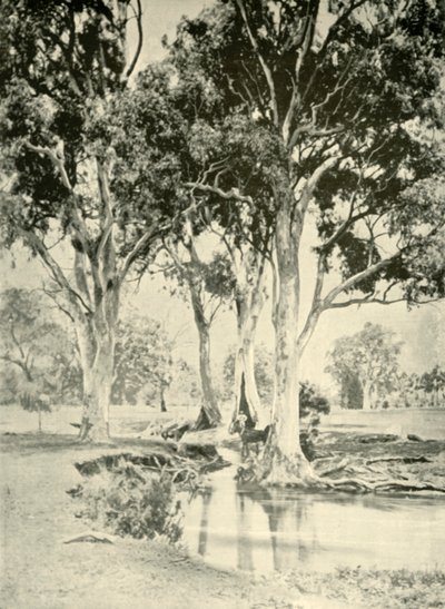 Old Gums, Mt. Crawford, Dél-Ausztrália, 1901. alkotó: Unbekannt