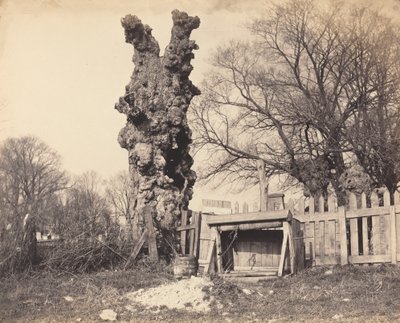Öreg fa Chatham közelében, 1850-es évek. alkotó: Unbekannt