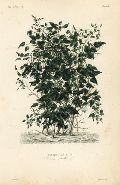 Az öreg szakálla és az utazók öröme, Clematis vitalba, Clematite des haies alkotó: Unbekannt