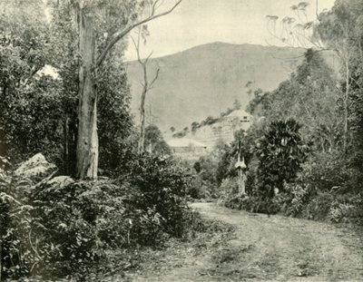 Az Illawarra úton, N.S.W., 1901. alkotó: Unbekannt