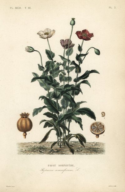 Ópium mák, Poppy somniferum, Pavot somnifere alkotó: Unbekannt