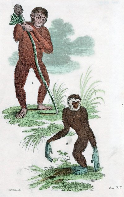 Adósok és Gibbon, 1822 alkotó: Unbekannt