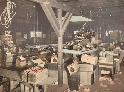 Orange Packing at Redlands, megjelent 1899. alkotó: Unbekannt