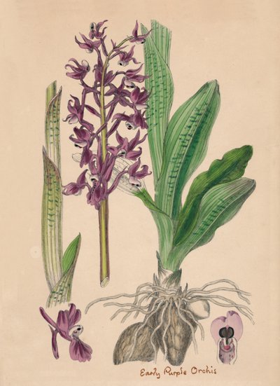 Orchis mascula. Korai lila orchis, 19. század alkotó: Unbekannt