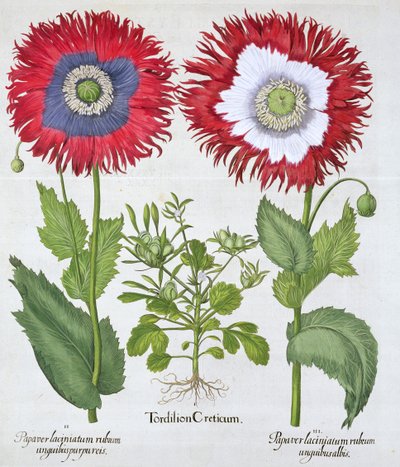 Díszmák, 1613 alkotó: Unbekannt