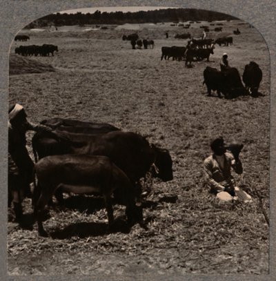 Kukoricát taposó ökrök, c1900 alkotó: Unbekannt