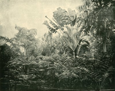 Pálma- és Páfrány-sziget, Botanikus Kert, Brisbane, 1901. alkotó: Unbekannt
