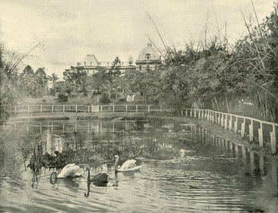 Papyrus Pond, Brisbane Botanical Gardens, 1901. alkotó: Unbekannt
