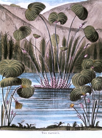 Papirusz nád Cyperus papyrus, 1823 alkotó: Unbekannt