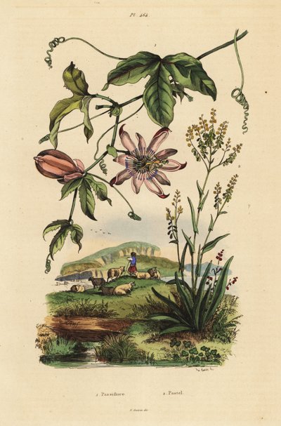golgotavirág, Passiflora uraniae 1 és festőfa, Isatis festékek 2 alkotó: Unbekannt