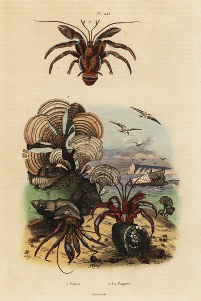 Pávafarkú algák, Padina pavonica 1, közönséges remeterák, Pagurus bernhardus 2, kékszemű remeterák, Paragiopagurus diogenes 3 és Pagurus alatus 4 alkotó: Unbekannt
