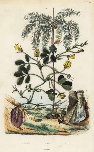 Földimogyoró vagy földimogyoró növény, Arachis hypogaea 1, areca diópálma, Areca catechu 2 és kéthéjú kagyló Arca semi-torta, Trisidos semitorta 3 alkotó: Unbekannt