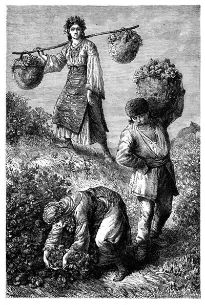 Parasztok rózsát szedegetnek Rouméliában, 1890 körül alkotó: Unbekannt