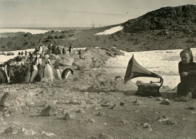 Pingvinek Gramofont hallgatva nyáron, 1908, 1909 alkotó: Unbekannt
