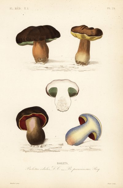 Penny zsemle vagy vargánya gomba, edénygomba és a lurid gomba, Suillellus luridus, Boletus pernicious alkotó: Unbekannt