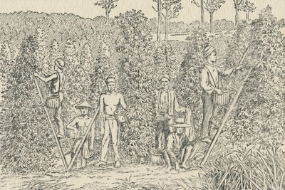 Paprikaültetvény, 1924 alkotó: Unbekannt