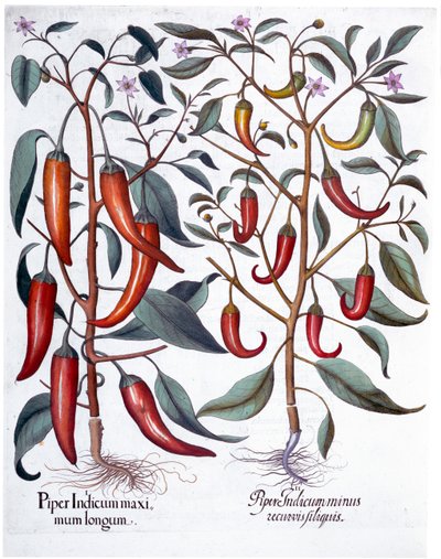Paprika, 1613 alkotó: Unbekannt