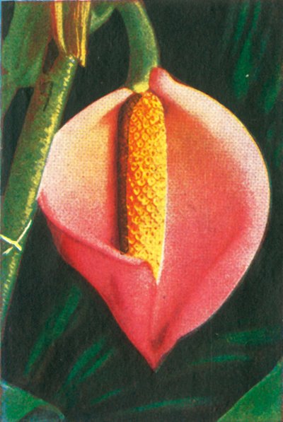 Philodendron, 1928. alkotó: Unbekannt