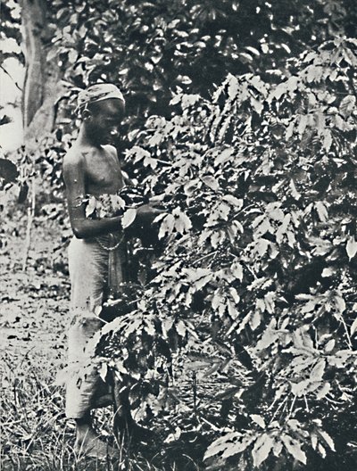 Kávé szedése, 1916 alkotó: Unbekannt