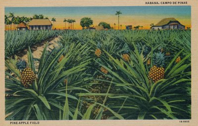 Fenyő-alma mező - Havanna, Campo De Pinas, 1910 alkotó: Unbekannt