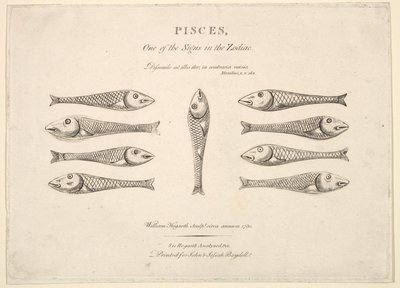 Halak: Hogarths Quadrille Fish, kb. 1730. alkotó: Unbekannt