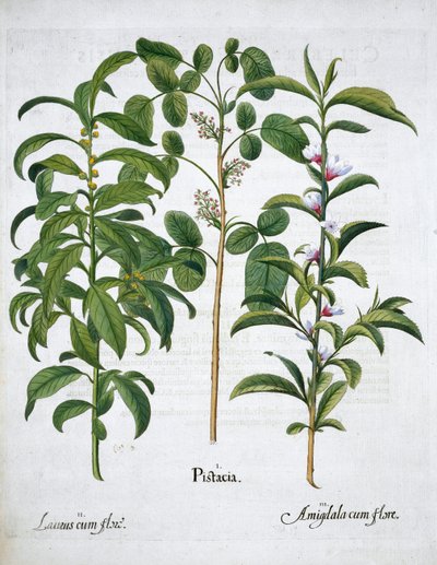 Pisztácia dió, babérfa Laurus Nobilis és mandula, 1613 alkotó: Unbekannt