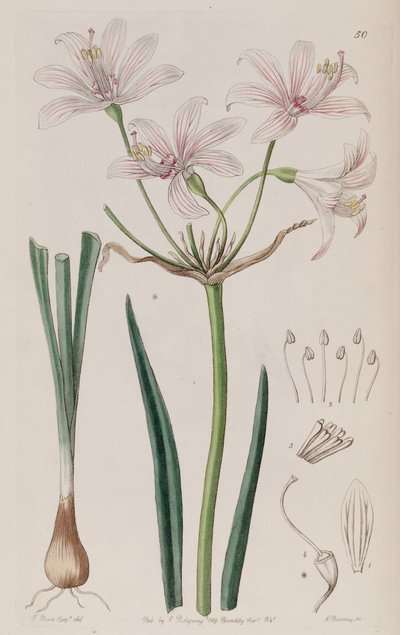 Placea ornata alkotó: Unbekannt