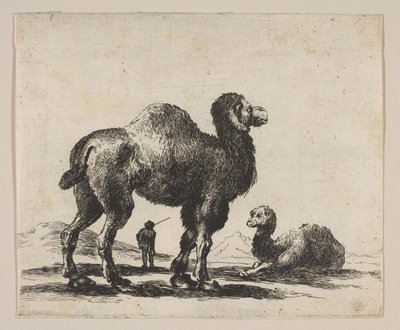 17. tábla: tevék, Különféle állatokból Diversi animali, 1641 után. alkotó: Unbekannt