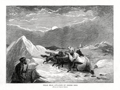 Eszkimó kutyák megtámadták a jegesmedvét, 1877 alkotó: Unbekannt