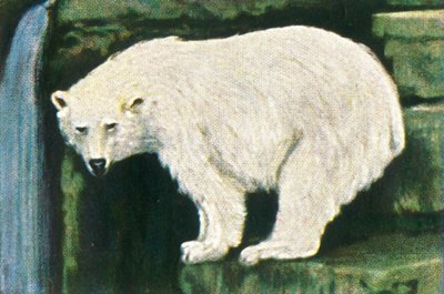 Jegesmedve a Spitzbergákról, 1928. alkotó: Unbekannt