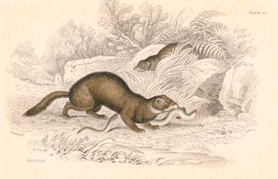 Mustela putorius lengyel macska, a menyétcsalád tagja, 1828 alkotó: Unbekannt