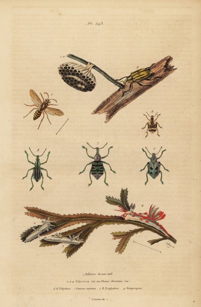 Polistes gallicus, papírdarázs és fészek, kék zsizsik, Eupholus schoenherri, gyökérzsizsik, Diaprepes abbreviatus, Polycera tengeri csigák, Ancula gibbosa, Atlanti ancula, hínáron alkotó: Unbekannt
