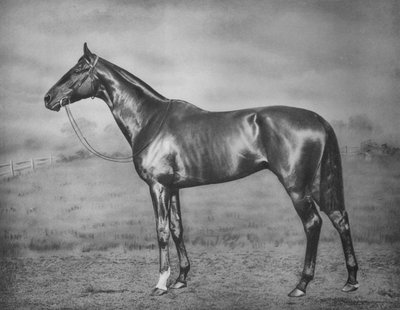 Polymelus, 1902-1924, 1911 alkotó: Unbekannt