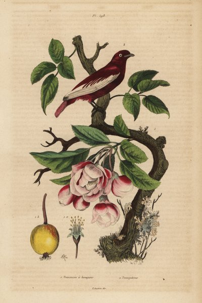Pompadour cotinga, Xipholena punicea, almafán, Malus pumila, gyümölcs, virág Pompadour és almafa csokrokkal alkotó: Unbekannt