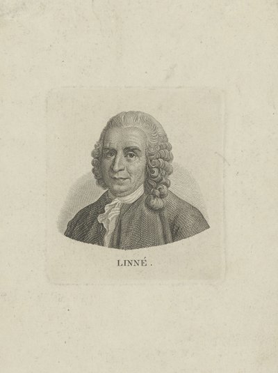 Carl Linnaeus portréja 1707-1778, c. 1780. alkotó: Unbekannt