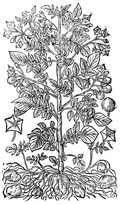 Burgonya, 1640 alkotó: Unbekannt