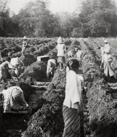 Öntözőcsatornák előkészítése egy cukorültetvényen, Jáva, Holland Kelet-India, 1927 alkotó: Unbekannt
